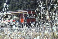 トロッコ列車