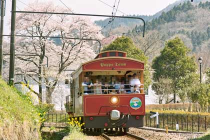 桜が満開