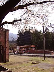 桜満開(まるやま駅)