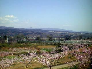 あずさ