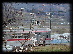 桜が開花