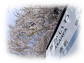 赤岩駅の桜