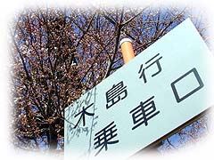 咲き出しそうな桜