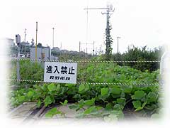天まで届く蔓