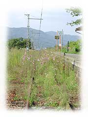 コスモスが満開